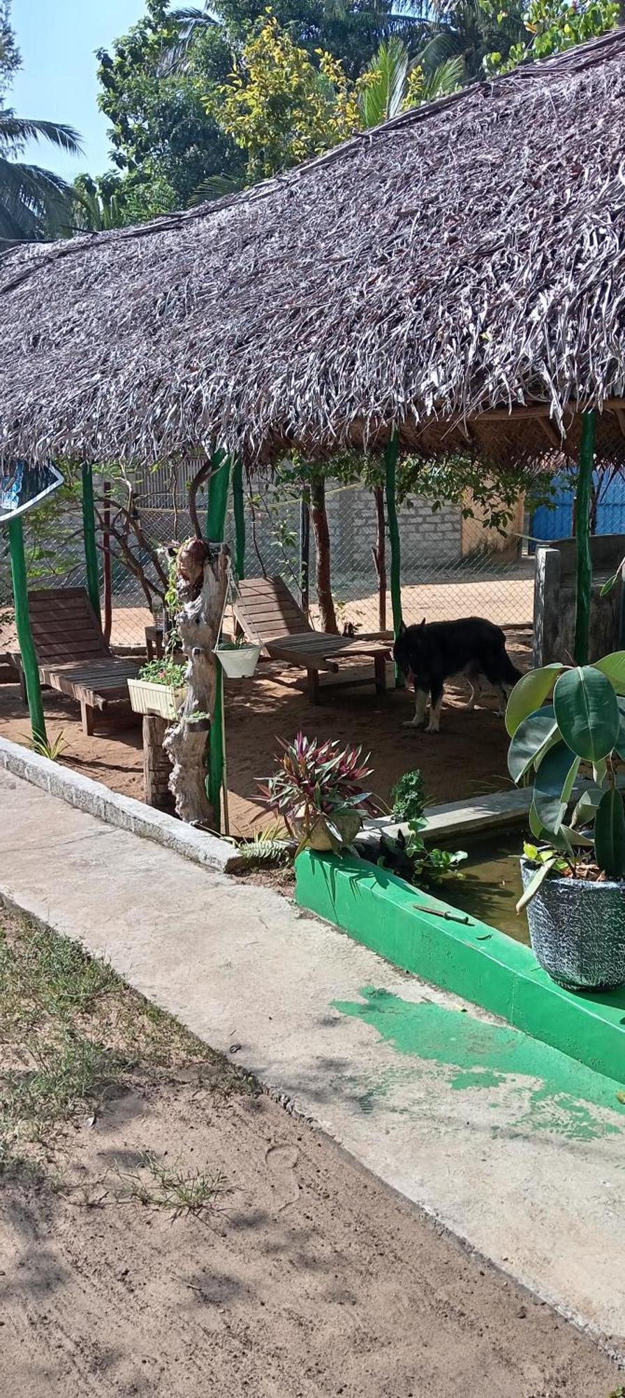 Surfing Lion Hostel ארוגם מראה חיצוני תמונה